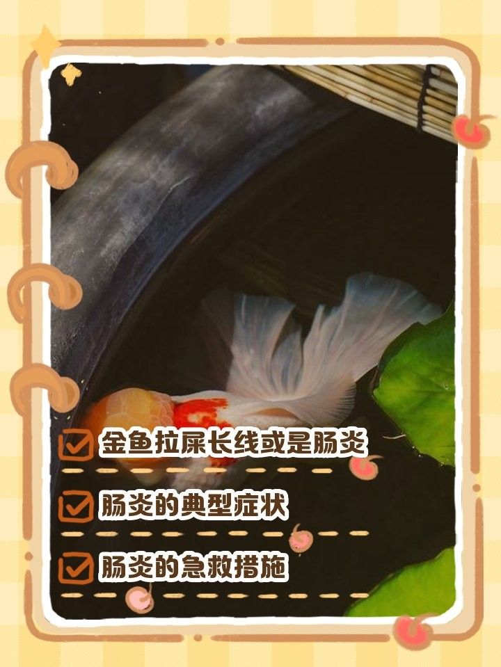 銀龍魚拉黃線屎怎么辦