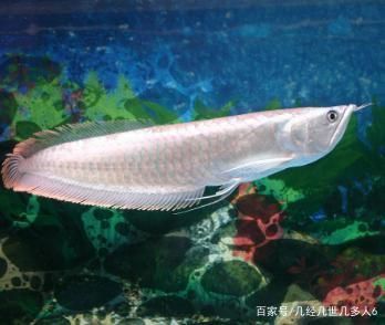 銀龍魚養什么顏色好（銀龍魚的飼養顏色應該綜合考慮飼料的顏色、水族箱背景的顏色）