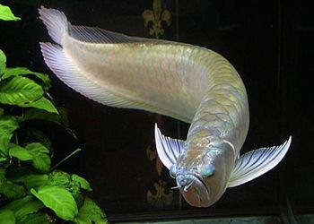 白化銀龍魚怎么弄的，白化銀龍魚水質管理要點白化銀龍魚飼料選擇指南