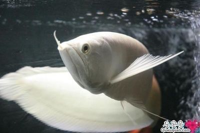 白化銀龍魚怎么弄的，白化銀龍魚水質管理要點白化銀龍魚飼料選擇指南