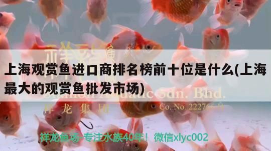 白化銀龍魚怎么弄的，白化銀龍魚水質管理要點白化銀龍魚飼料選擇指南