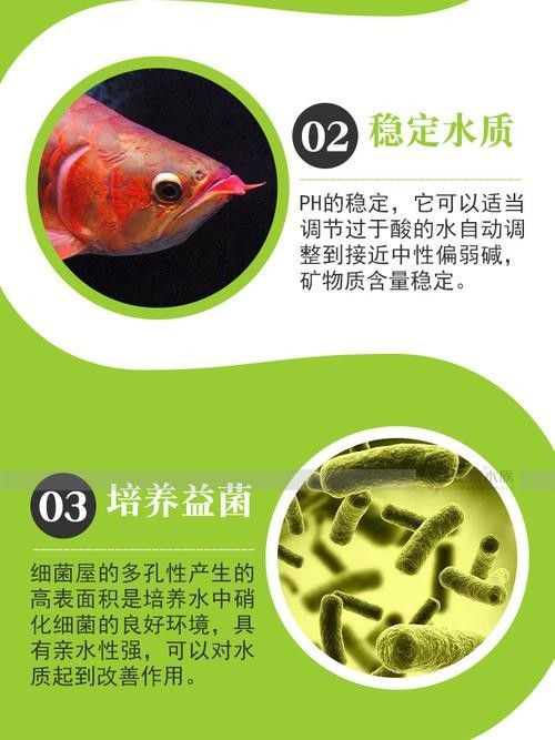 龍魚濾材擺放位置圖片