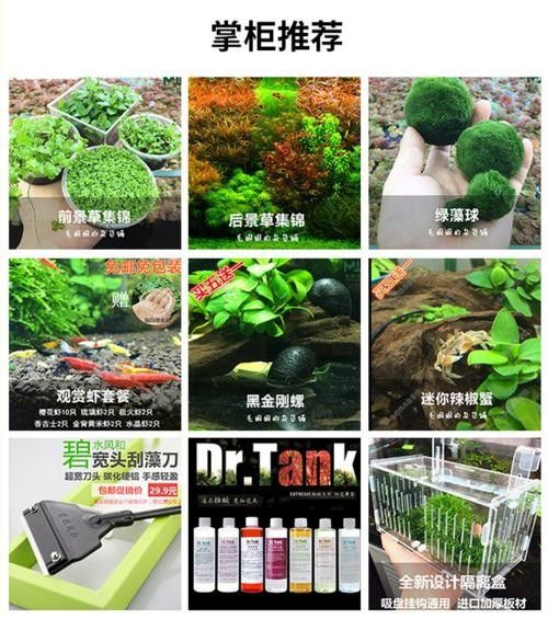 龍魚濾材擺放位置圖片