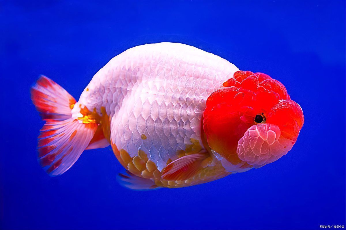 金老虎魚會認主人嗎