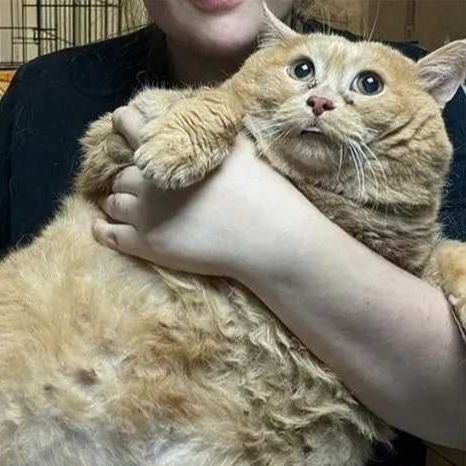 金老虎魚會認主人嗎