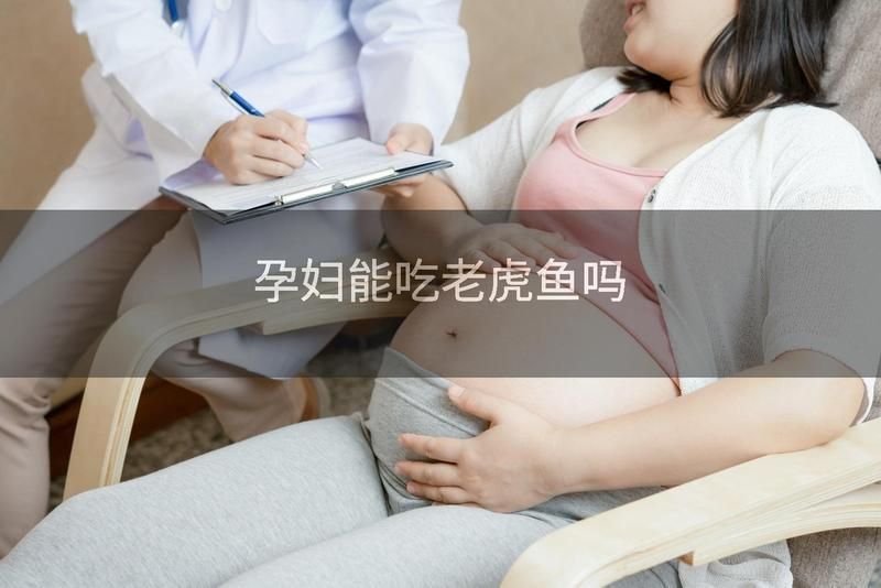 老虎魚懷孕最怕三個東西