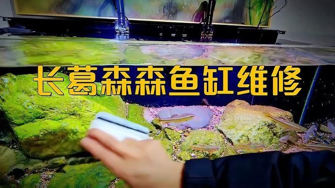 森森龍魚燈的價格范圍是多少？
