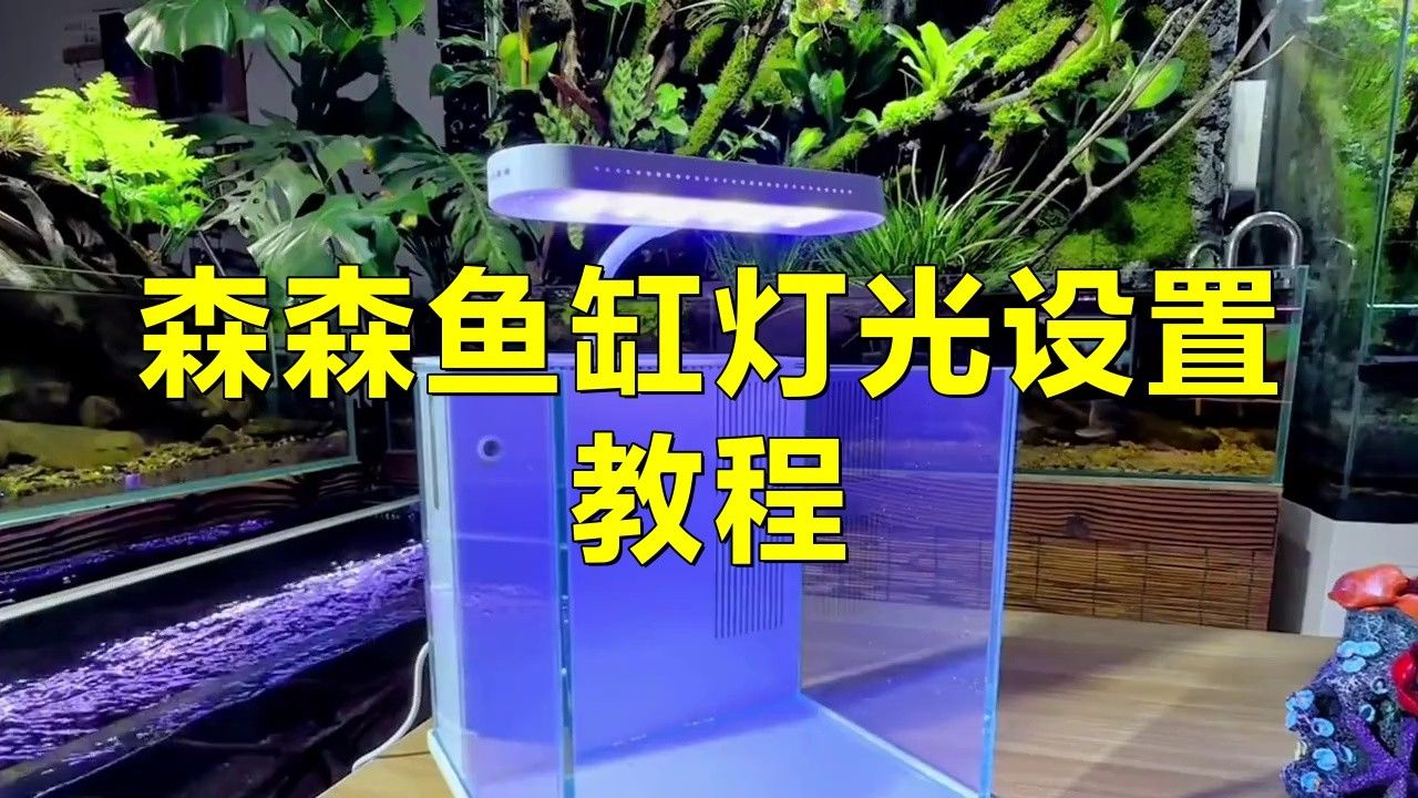 森森龍魚燈的價格范圍是多少？