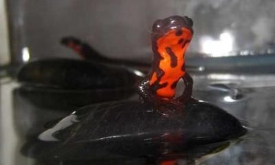 三角恐龍魚有毒嗎，三角恐龍魚的飼養技巧三角恐龍魚的品種介紹
