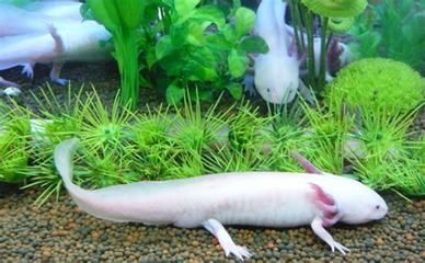 三角恐龍魚有毒嗎，三角恐龍魚的飼養技巧三角恐龍魚的品種介紹
