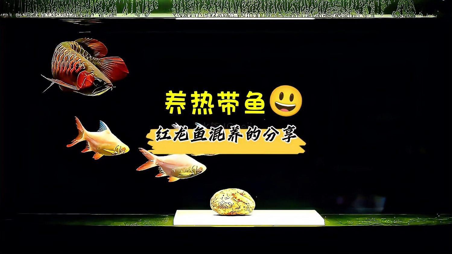 紅龍魚和銀龍魚混養怎么樣