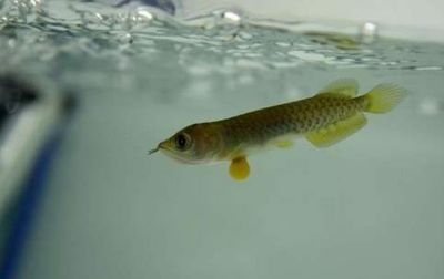小金龍魚膠膠質怎么樣（小金龍魚膠有哪些功效？）