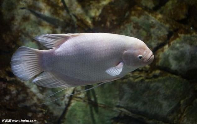 龍魚搭配招財魚好嗎怎么養：龍魚和招財魚可以混養嗎？