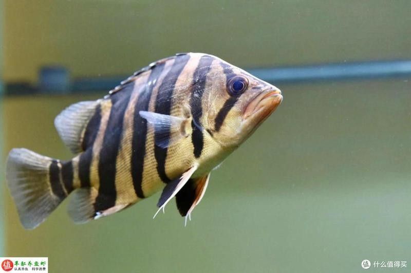 龍魚虎魚一樣大小的魚