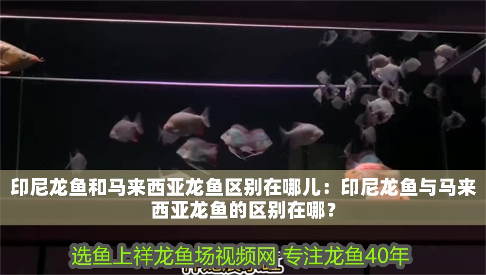 印尼龍魚和馬來西亞龍魚區(qū)別在哪兒：印尼龍魚與馬來西亞龍魚的區(qū)別在哪？