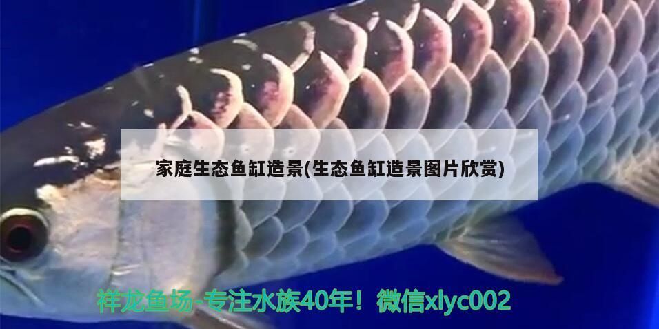 家庭生態魚缸造景(生態魚缸造景圖片欣賞)