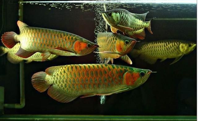 金龍魚鱗片縫隙有白色顆粒【金龍魚鱗片縫隙有白色顆粒怎么辦】