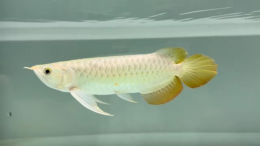 最漂亮的紅龍魚圖片欣賞圖