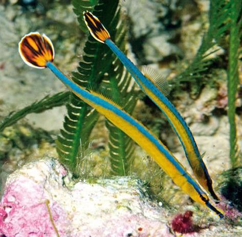 海龍魚長什么樣子圖片