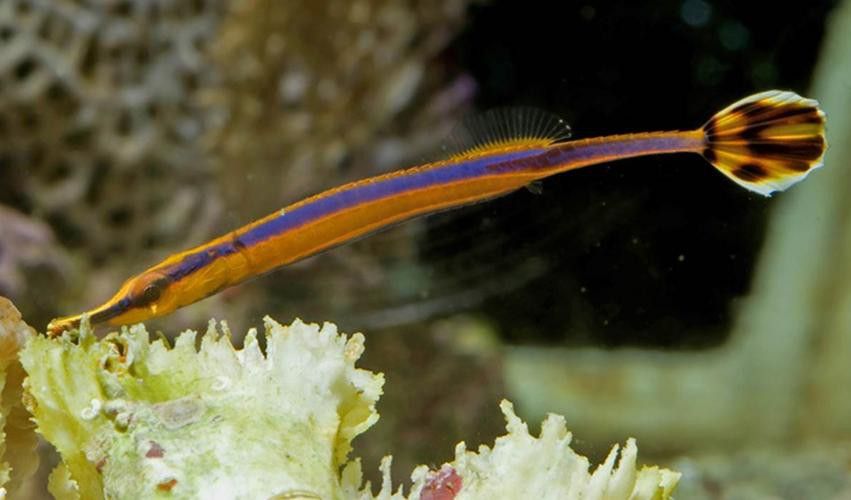 海龍魚長什么樣子圖片