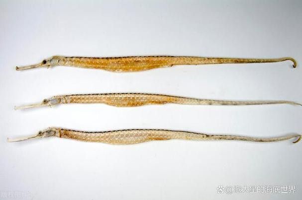 海龍魚長什么樣子圖片