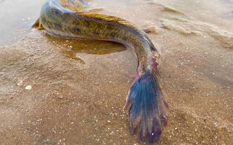 海龍魚長什么樣子圖片