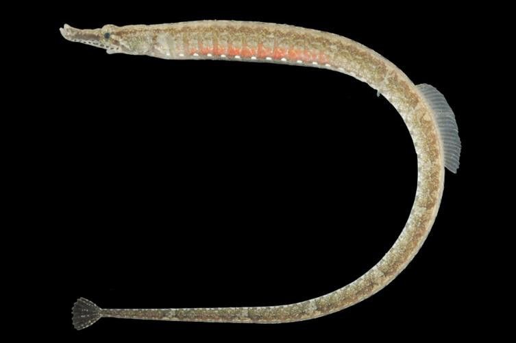 海龍魚長什么樣子圖片