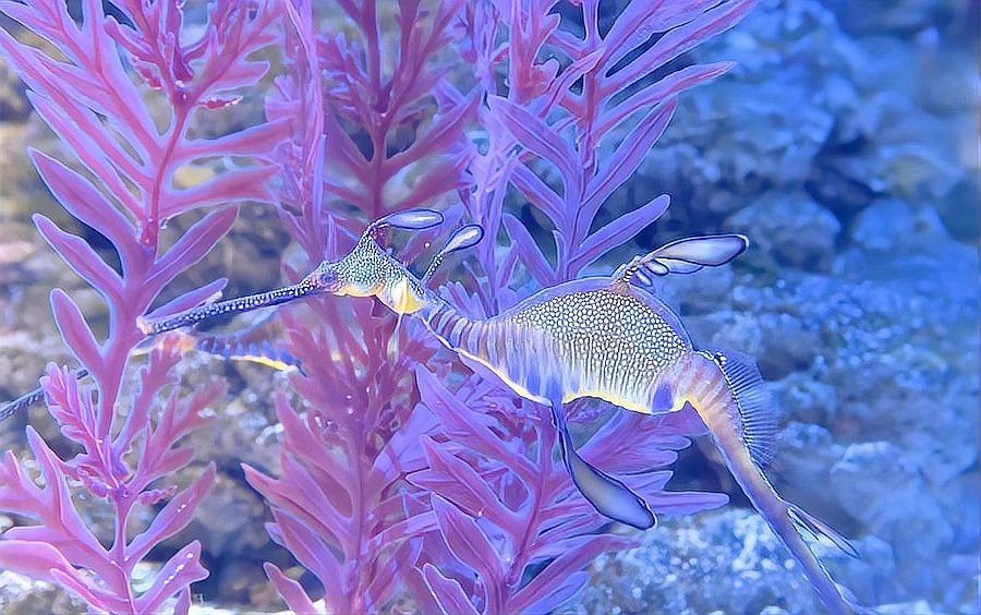 海龍魚長什么樣子圖片