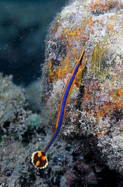 海龍魚長什么樣子圖片