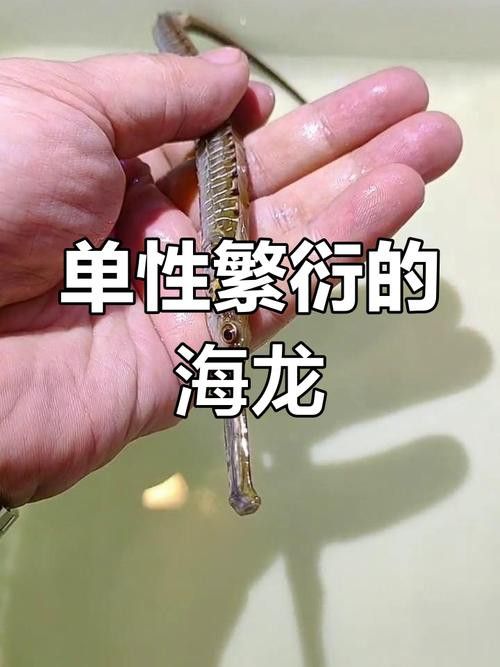 海龍魚長什么樣子圖片