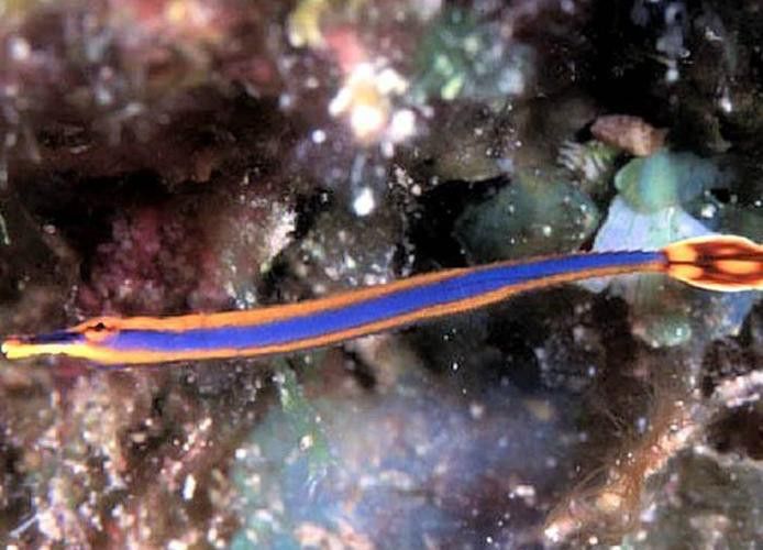 海龍魚長什么樣子圖片
