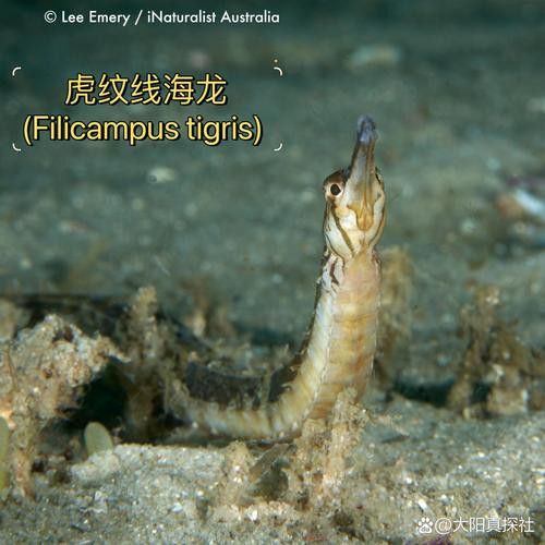 海龍魚長什么樣子圖片