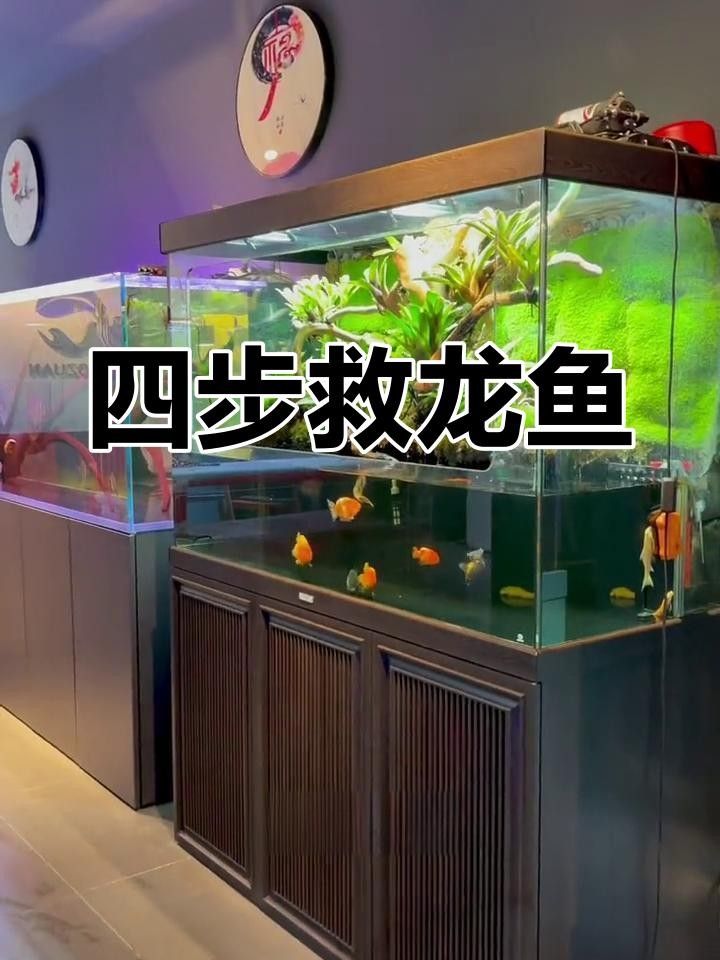 龍魚浮頭不沉底怎么辦？