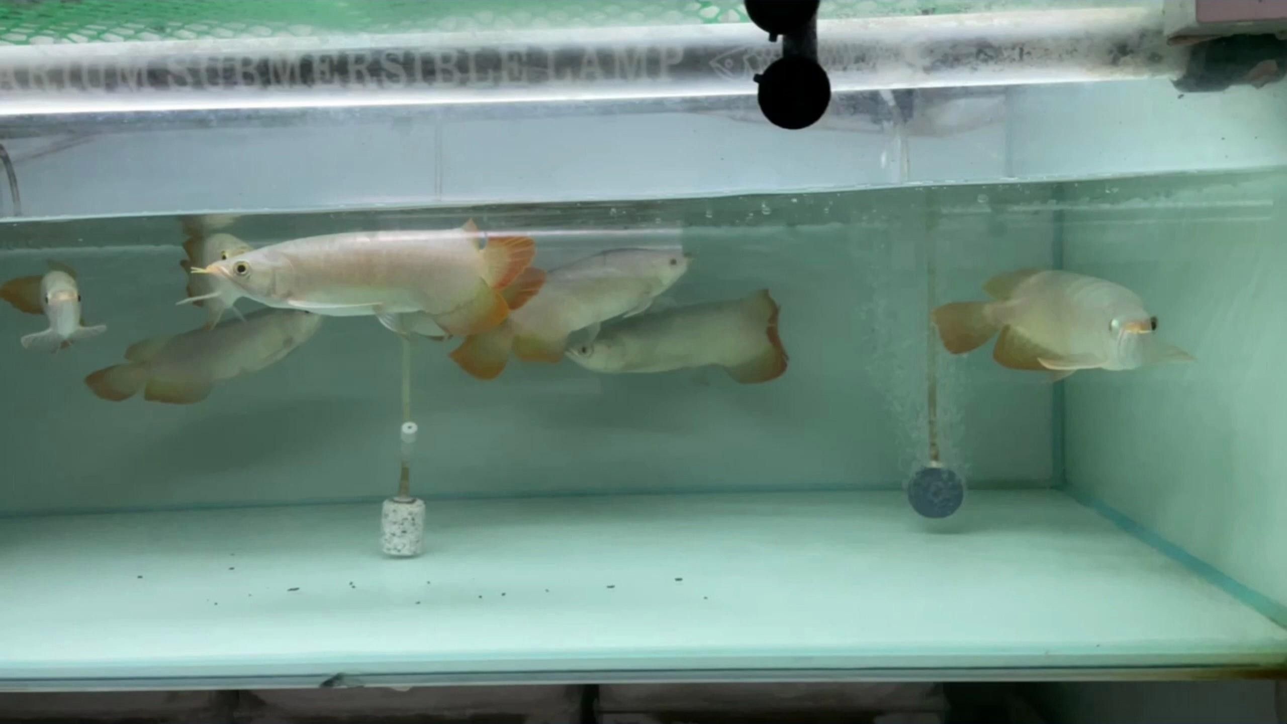 龍魚浮頭不沉底怎么辦？