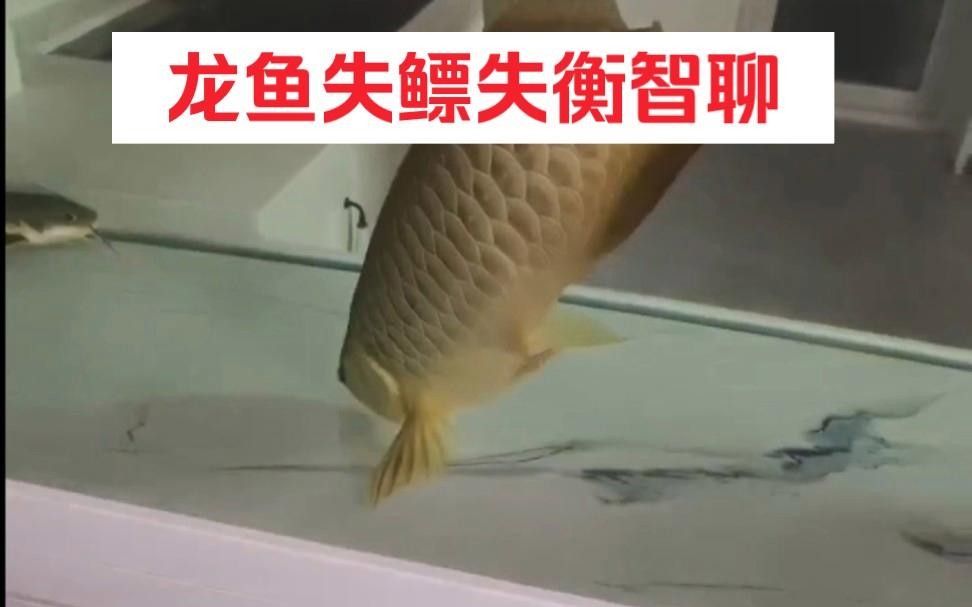 龍魚浮頭不沉底怎么辦？