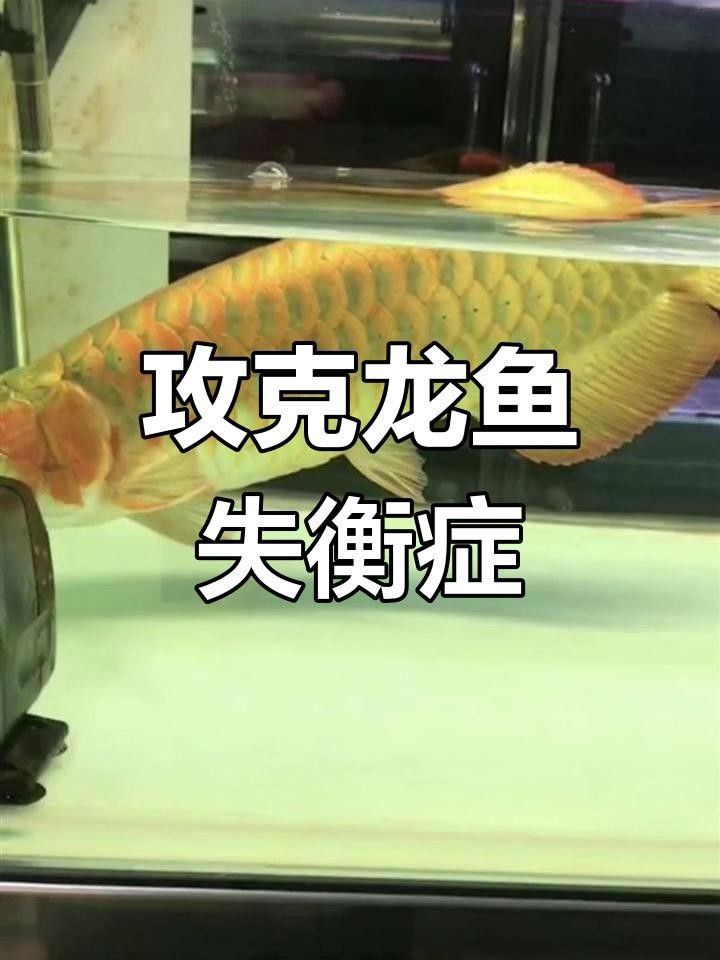 龍魚浮頭不沉底怎么辦？