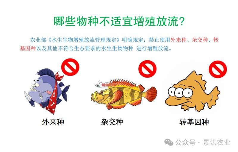 放生青龍魚需要辦理什么手續嗎？