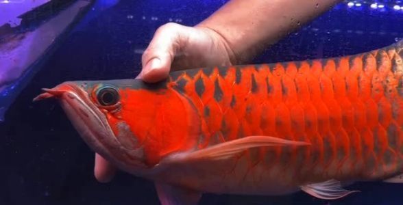 超血紅龍魚常見疾病防治：超血紅龍魚疾病的防治方法
