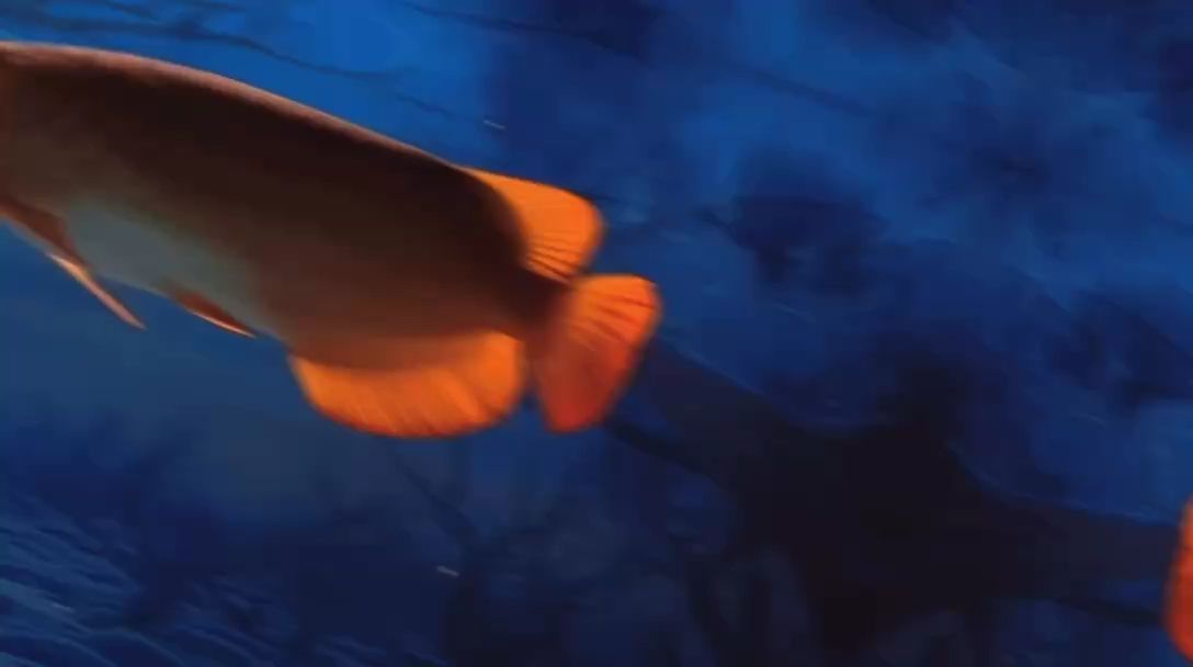 金龍魚怎么發色好看