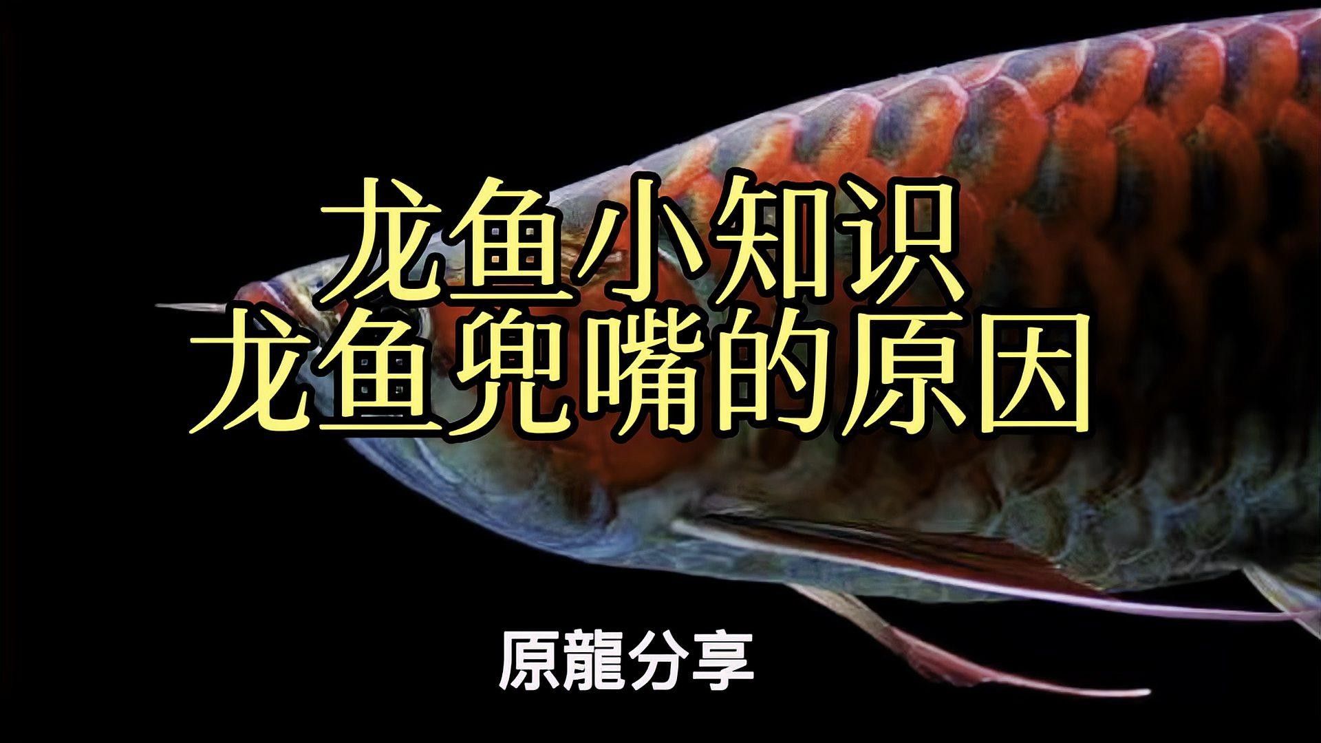 龍魚怎么樣才算兜嘴