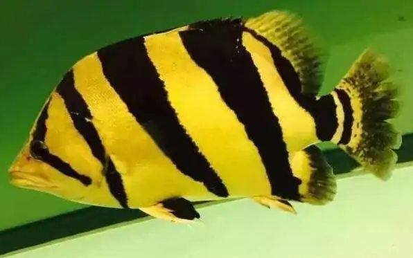 老虎魚幾歲開始猛長