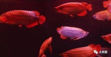 龍魚哪個(gè)漁場的最好養(yǎng)活一些，哪個(gè)漁場更適合養(yǎng)活龍魚