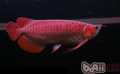 紅龍魚的體型前寬后窄怎么辦：紅龍魚體型前寬后窄怎么辦，