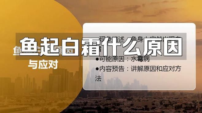 金龍魚發(fā)白是什么原因呢