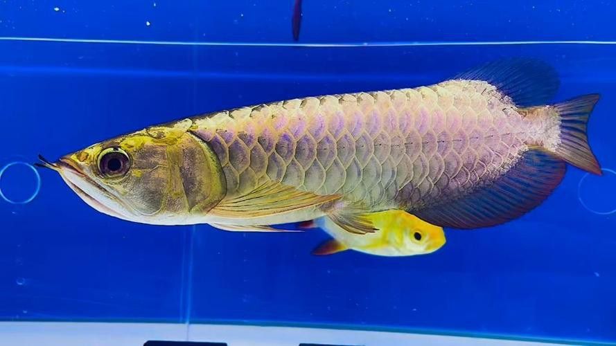 金龍魚發(fā)白是什么原因呢