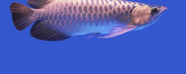 龍魚如何殺蟲（龍魚寄生蟲預防措施）