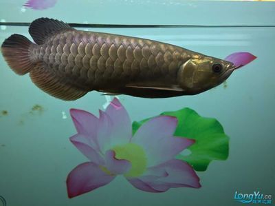 龍魚喂泥鰍長得快嗎為什么：龍魚喂泥鰍會導致它們生長得更快嗎
