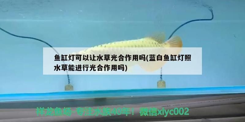 龍魚專用燈什么牌子好用（龍魚專用燈哪個牌子好用）