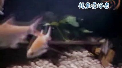 龍魚喂食泥鰍方法：關于龍魚喂食泥鰍的方法