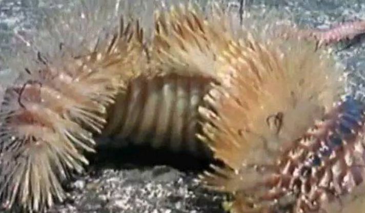 龍魚身上白色的蟲子：龍魚身上出現白色蟲子可能是由不同的原因引起的嗎